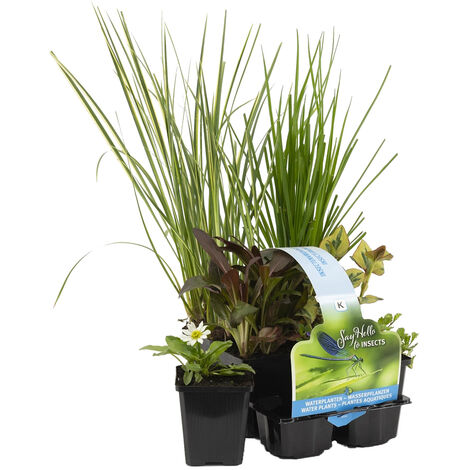 Bloomique - Lot de 6 - Plantes de bassin favorables aux insectes - Zone de bassin 1-2 - Plantes aquatiques - Résistantes au gel - Hauteur 15-25 cm - Pot 9 cm (1/4)