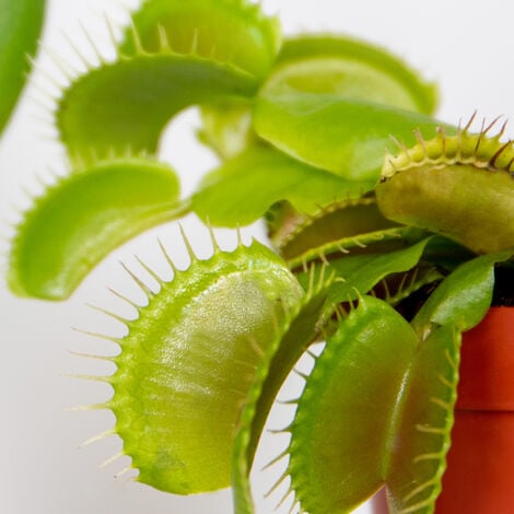 Dionaea Muscipula : culture, entretien, nourriture