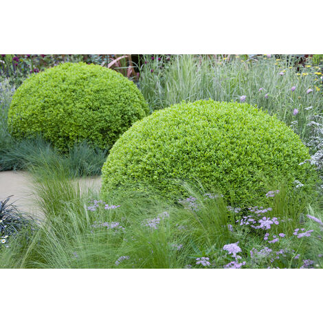 Buxus Sempervirens 3x 6-pack P9H20