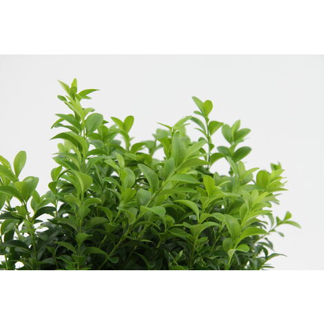 Buxus Sempervirens 3x 6-pack P9H20