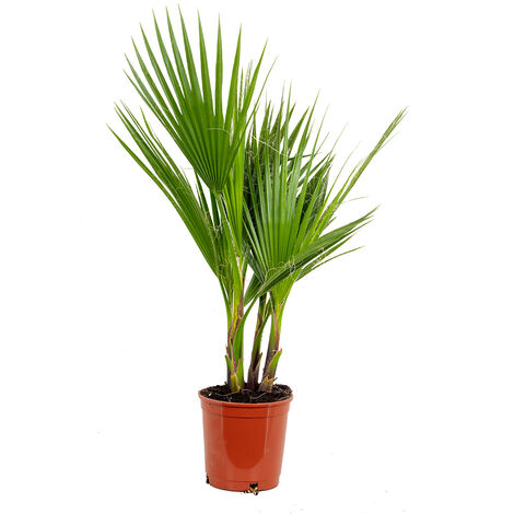 Bloomique - Washingtonia Robusta - Palmier éventail mexicain - Palmier rustique - Plantes de jardin - Hauteur 60-80 cm - Pot 17 cm