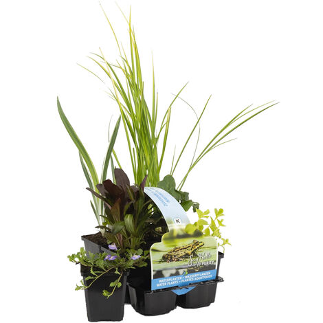 Bloomique - Lot de 6 - Plantes de bassin purifiantes - Acorus, Carex, Hippuris, Iris, Sparganium, Typha - Zone de bassin 1 & 2 - Hauteur 15-25 cm - Pot 9 cm