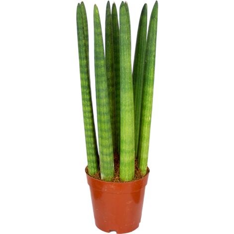 Bloomique - Sansevieria Straight - Langue de belle-mère - Plantes d’intérieur - Dépolluante - Très facile à entretenir - Hauteur 20-30 cm - Pot 12 cm