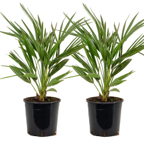 Bloomique - Lot de 2 - Chamaerops Humilis - Palmier nain européen - Palmier rustique - Plantes de jardin - Hauteur 60-70 cm - Pot 19 cm
