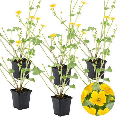 Bloomique - Lot de 6 - Caltha Palustris - Populage des marais - Plantes de bassin - Rustique - Hauteur 15-25 cm - Pot 9 cm