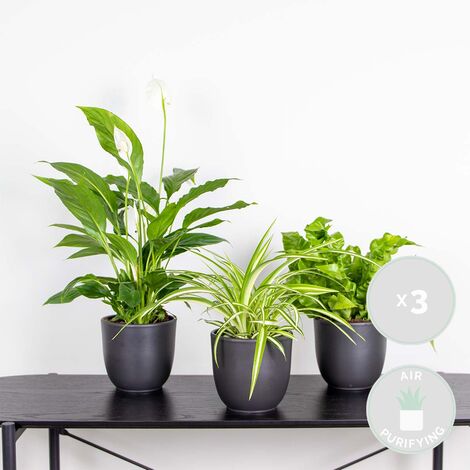 Mélange De 5 Plantes Dépolluantes - Dracaena, Dypsis, Chamaedorea, Chlorophytum, Asplenium - 20-40 Cm, Pot 12 Cm