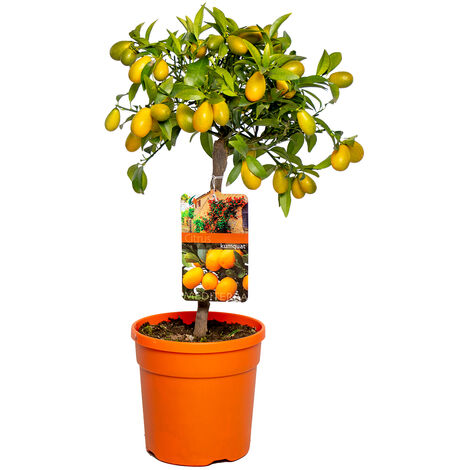 Kumquat nain – Agrume fruitier compact 50-70 cm – Pot de 19 cm – Exposition ensoleillée – Feuilles persistantes