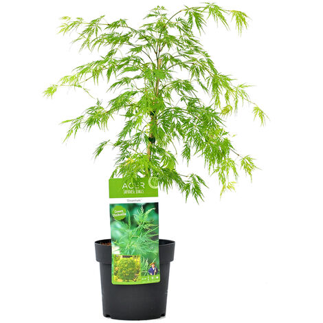Bloomique - Acer palmatum Dissectum - Érable du Japon - Feuillage vert - Résistant au froid - 50-70 cm de Haut - Pot 19 cm (1/5)