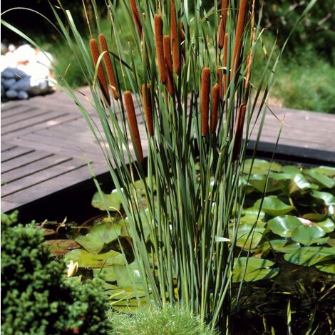 Bloomique - Lot de 3 - Typha Latifolia - Grand Massette - Cigare des marais - Plantes de bassin - Résistante au gel - Zone de bassin 2-3 - Hauteur 15-25 cm - Pot 9 cm
