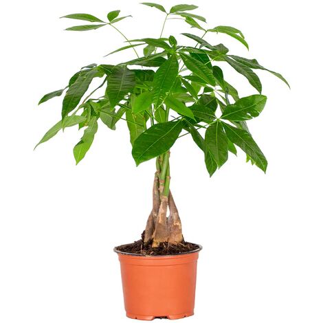 Bloomique - Pachira Aquatica - Arbre à argent - Plante d’intérieur - Dépolluante - Hauteur 25-35 cm - Pot 12 cm