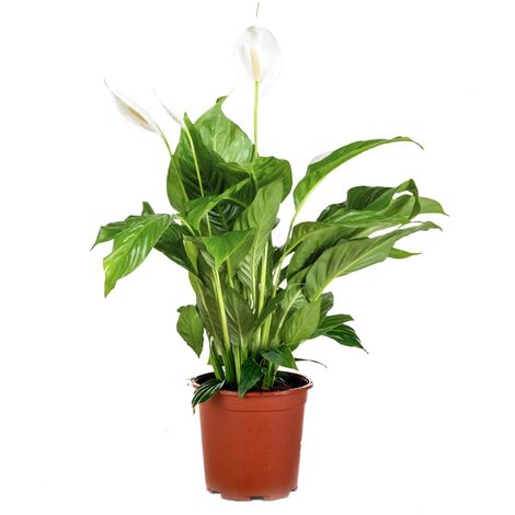 Bloomique - Spathiphyllum - Fleur de lune - Plante d’intérieur - Dépolluante - 60-80 cm de haut - Pot 17 cm (1/5)