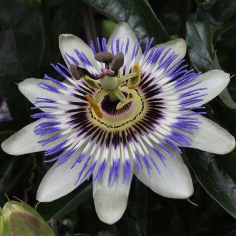 Bloomique - Lot de 2 - Passiflora caerulea - Fleur de la passion - Bleu & blanc - Plantes grimpantes - Plantes de jardin - Rustiques - Hauteur 50-70 cm - Pot 15 cm