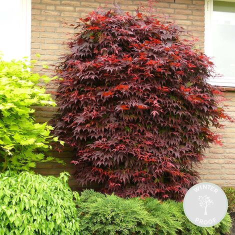 Érable Du Japon 'Festival' - Acer Palmatum - Feuillage Multicolore Festif Toute L'année - Résistant Au Froid - Pot 19 Cm - Hauteur 60-70 Cm