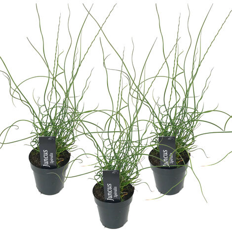 Bloomique - Lot de 3 - Juncus Spiralis - Jonc spiralé - Plantes de bassin - Plantes aquatiques - Rustique - Hauteur 20-30 cm - Pot 9 cm