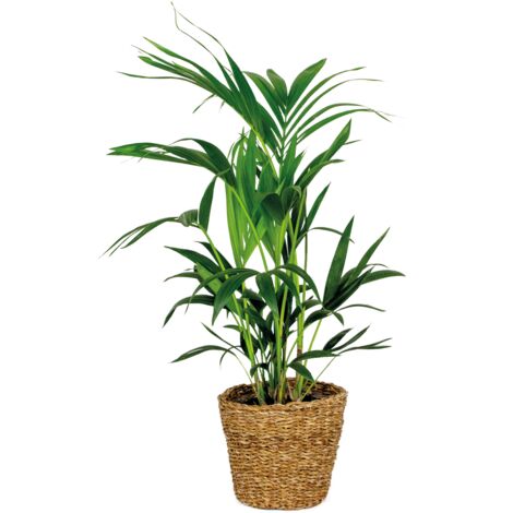 Bloomique - Howea Forsteriana - Palmier Kentia - Plante d’intérieur - Dépolluante - Sans danger pour les animaux - Hauteur 80-100 cm - Panier en rotin 19 cm (1/5)