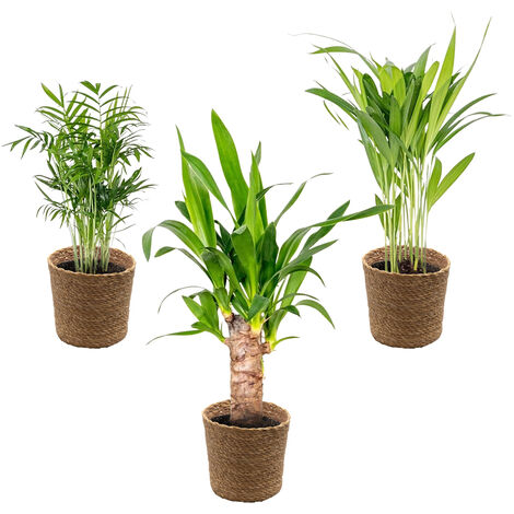 Bloomique - Lot de 3 - Mélange de palmiers tropicaux avec panier en jonc de mer - Facile à entretenir - 20-45 cm