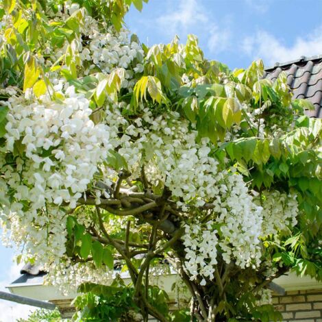 Bloomique - Wisteria floribunda 'Alba' - Glycine blanche - Grimpante - Plante de jardin - Rustique - Hauteur 50-70 cm - Pot 15 cm