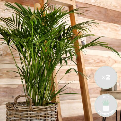 Bloomique - Lot De 4 Plantes Dépolluantes D'intérieur : Dracaena, Dypsis, Chamaedorea, Chlorophytum - 20-40 Cm Avec Panier Rotin - 10