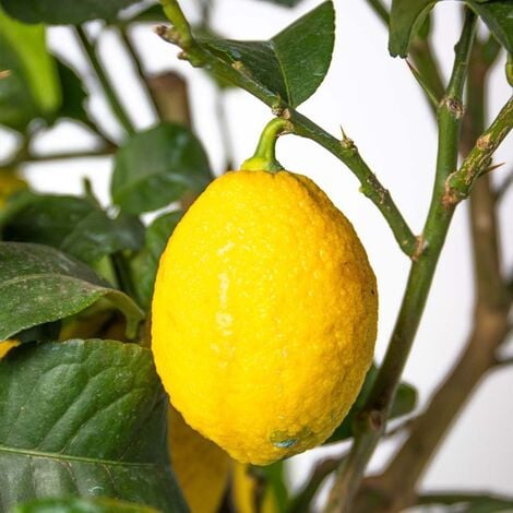 Citrus limon - Citronnier - Arbre fruitier - Persistant - ⌀21 cm - ↕70-80 cm