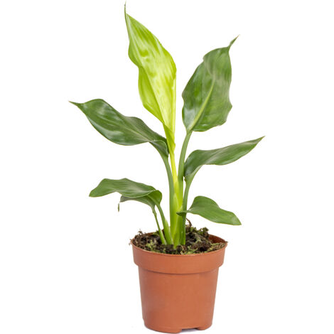 Bloomique - Strelitzia Reginae - Oiseau de paradis - Plante d’intérieur - Dépolluante - Facile à entretenir - Hauteur 30-40 cm - Pot 12 cm