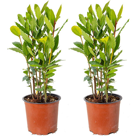 Bloomique - Lot de 2 - Laurus Nobilis - Laurier-sauce - Plantes de jardin - Résistante au gel - Hauteur 40-50 cm - Pot 15 cm