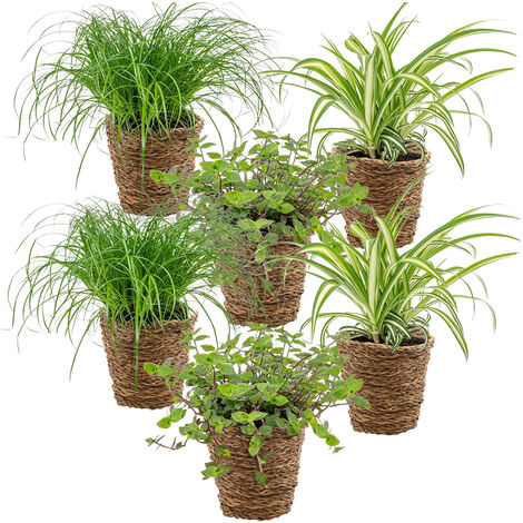 Plante D'intérieur Scindapsus Pictus 'Trebie' - Pot 15 Cm - Hauteur 20-25 Cm - Plante Retombante/grimpante Purificatrice D'air - 4