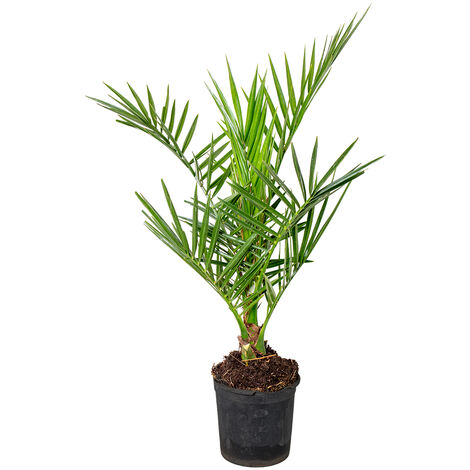 Bloomique - Phoenix Canariensis - Palmier des Canaries - Palmier rustique - Plantes de jardin - Hauteur 50-70 cm - Pot 15 cm