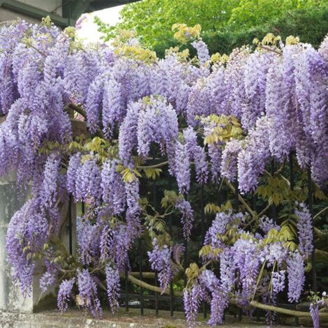 Bloomique - Wisteria sinensis 'Prolific' - Glycine bleue - Plantes grimpantes - Plantes de jardin - Rustiques - Hauteur 50-70 cm - Pot 15 cm
