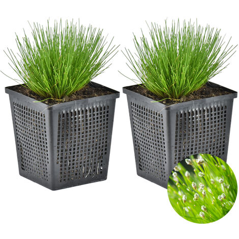 Bloomique - Lot de 2 - Scirpus Cernuus - Scirpe retombant - Plantes de bassin - Plantes aquatiques - Rustique - Hauteur 10-20 cm - Pot 11 cm