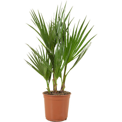 Bloomique - Washingtonia Robusta - Palmier éventail du Mexique - Palmier Rustique - Plantes de Jardin - 50-60 cm de Haut - Pot 14 cm