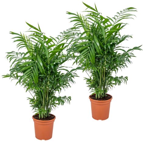 Bloomique - Lot de 2 - Chamaedorea Elegans - Palmier Nain Mexicain - Plantes d’intérieur - Dépolluantes - Sans danger pour les animaux - Facile d’entretien - Hauteur 50-60 cm - Pot 17 cm