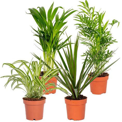 Bloomique - Lot de 4 - Mélange dépolluant - Dracaena, Dypsis, Chamaedorea, Chlorophytum - Plantes d’intérieur - Hauteur 20-40 cm - Pot 12 cm
