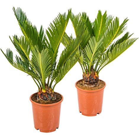Bloomique - Lot de 2 - Cycas Revoluta - Palmier Sagou - Palmier d'intérieur - Plantes d’intérieur - Très Facile à Entretenir - 30-40 cm de Haut - Pot 12 cm