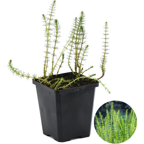 Bloomique - Hippuris Vulgaris - Hippuride - Plantes de bassin - Plantes aquatiques - Rustique - Hauteur 10-20 cm - Pot 11 cm (1/5)