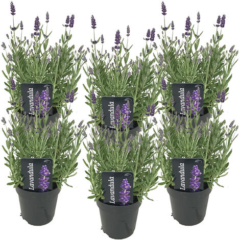 Bloomique - Lot de 6 - Lavandula Angustifolia - Plante de lavande - Plantes de jardin - Résistante au gel - Hauteur 20-25 cm - Pot 12 cm