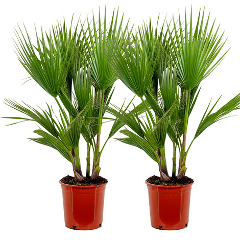 Bloomique - Lot de 2 - Washingtonia Robusta - Palmier éventail mexicain - Palmier rustique - Plantes de jardin - 80-100 cm de haut - Pot 21 cm
