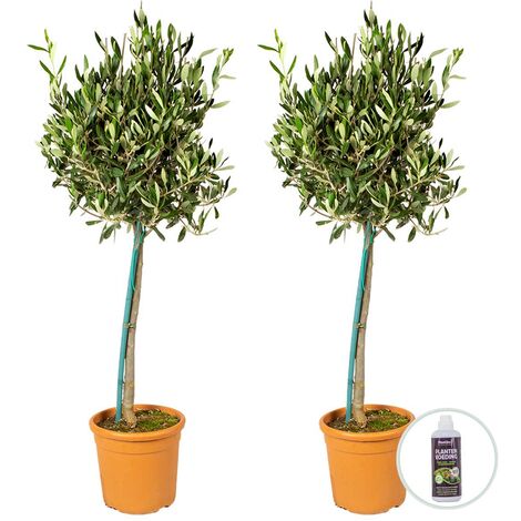 Bloomique - Lot de 2 - Olea Europaea - Olivier sur tige - Plantes de jardin - Résistant au gel - Engrais inclus - Hauteur 80-100 cm - Pot 19 cm (1/5)