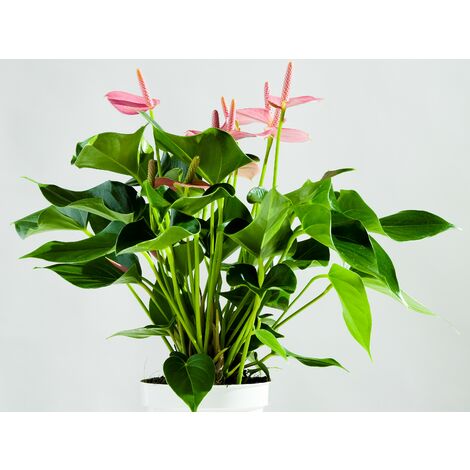 3x pot rose rouge - rosa - plante d'intérieur & terrasse - ⌀12cm