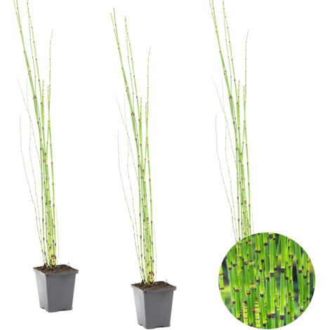 Bloomique - Lot de 3 - Equisetum Japonicum - Prêle du Japon - Plantes de bassin - Plantes aquatiques - Rustique - Hauteur 20-30 cm - Pot 9 cm (1/5)
