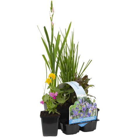 Bloomique - Lot de 6 - Plantes de bassin fleuries - Achillea - Caltha - Lobelia - Lysimachia - Mazus - Schizostylis - Zone de bassin 1-2 - Hauteur 15-25 cm - Pot 9 cm (1/4)