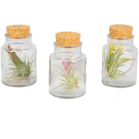 Bloomique - Lot de 3 - Tillandsia en Verre - Plantes aériennes - Plantes d’intérieur - Très facile à entretenir - Taille 5-15 cm