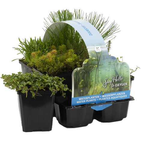 Bloomique - Lot de 6 - Plantes de bassin oxygénantes - Hippuris - Hydrocotyle - Lilaeopsis - Myriophyllum - Rotala - Scirpus - Zone de bassin 5 - Hauteur 15-25 cm - Pot 9 cm