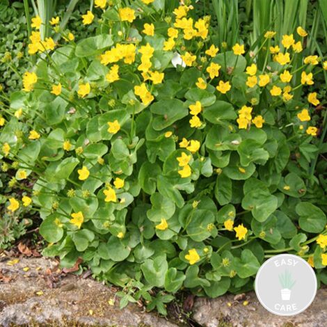 Lot De 6 Plantes Aquatiques Oxygénantes Bloomique - Mélange Pour Bassin Zone 5 - Hauteur 15-25 Cm