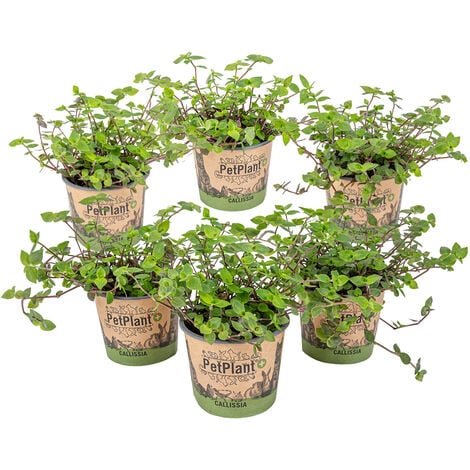 Plante de tortue - Calissia Repens par 6 pièces - PetFriendly - Plante  d'intérieur ⌀12 cm - ↕20 cm