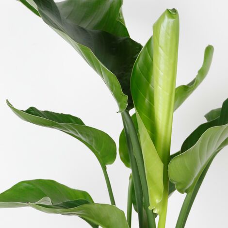 Strelitzia Nicolai XXL - Plante oiseau de paradis - Pot 28cm - Hauteur