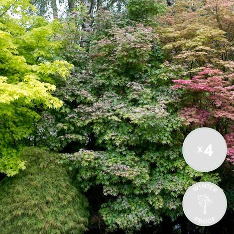 4x Acer Mix - Orange Dream - Going Green - Papillon - Atropurpureum - ⌀10,5 cm - ↕25-30 cm