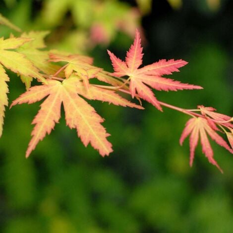 4x Acer Mix - Orange Dream - Going Green - Papillon - Atropurpureum - ⌀10,5 cm - ↕25-30 cm