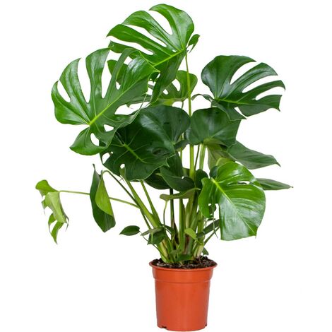 Bloomique - Monstera Deliciosa - Monstera - Plantes d’intérieur - Dépolluante - Entretien facile - Hauteur 70-80 cm - Pot 21 cm