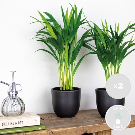 Lot 2 Palmiers D'Intérieur – Chamaedorea + Areca – 70-80 Cm, Pot 17 Cm – Purificateurs D'Air Naturels