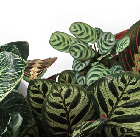 1 PIANTA DI CALATHEA ORBIFOLIA IN VASO 14CM DA INTERNO APPARTAMENTO antinquinamento
